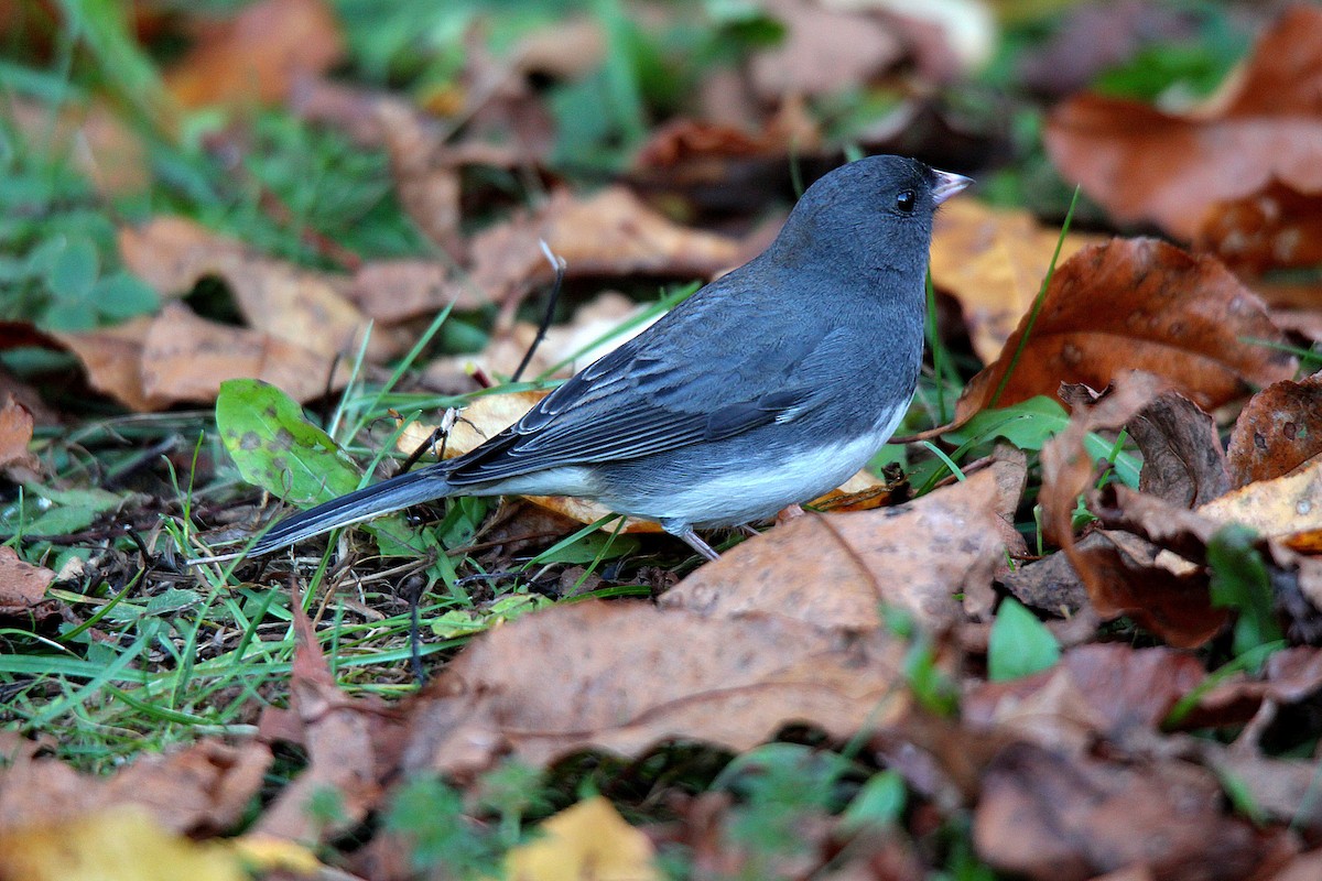 Dark-eyed Junco - ML644625288