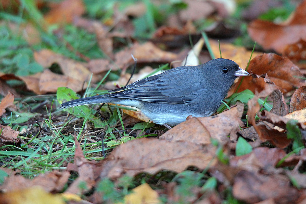 Dark-eyed Junco - ML644625289