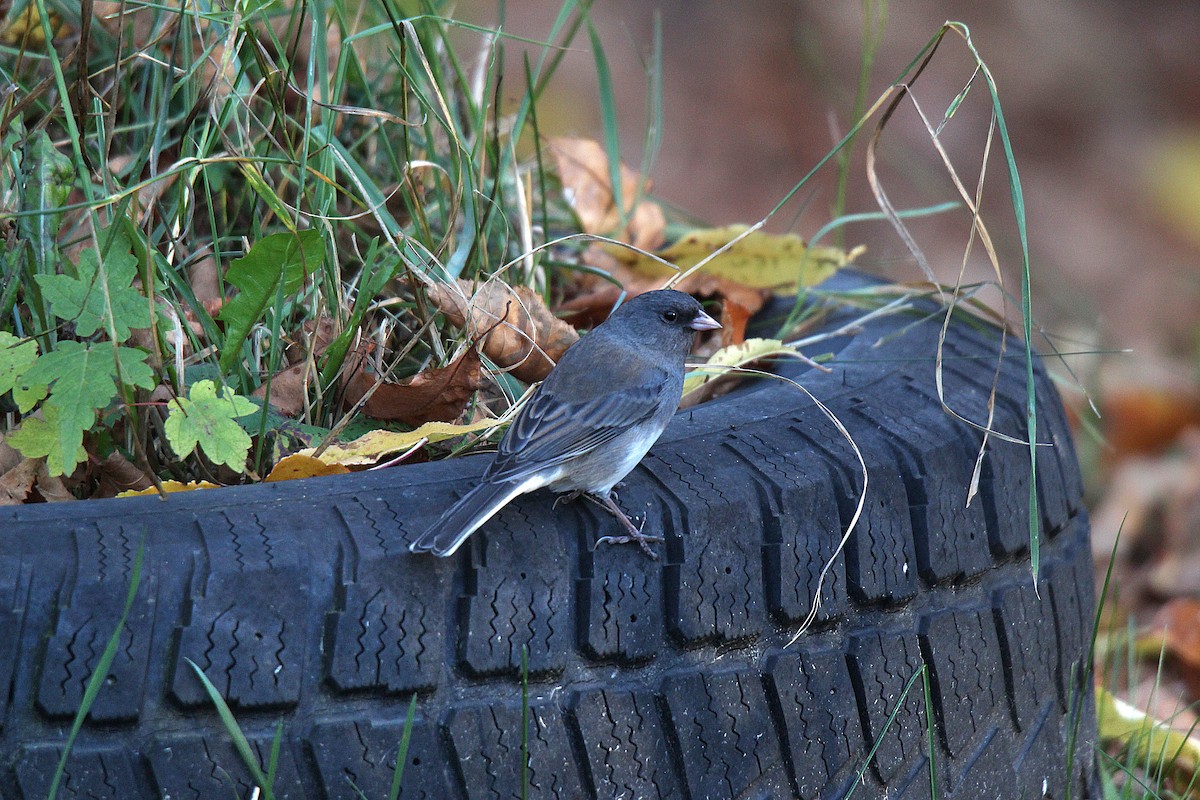 Dark-eyed Junco - ML644625291