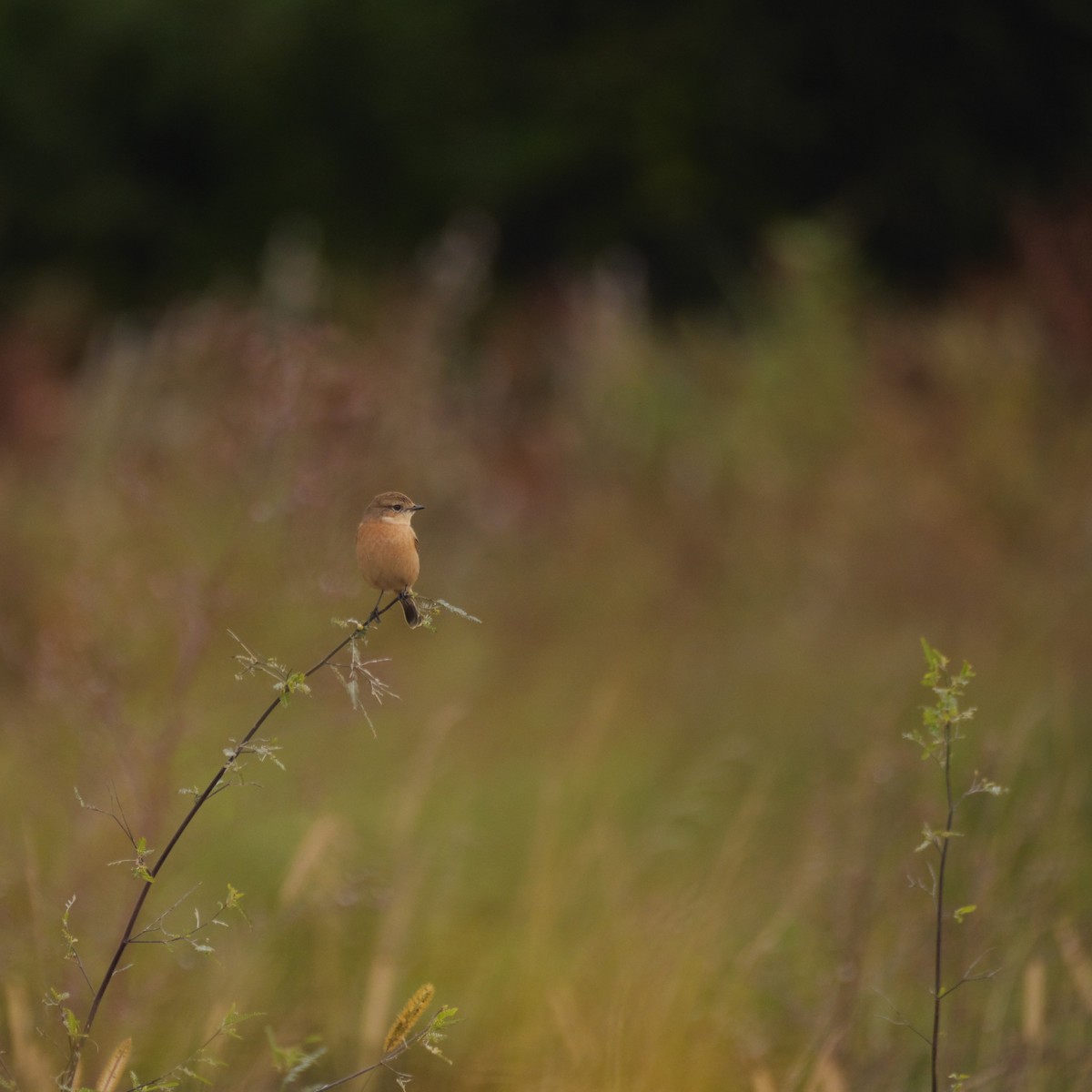 Amur Stonechat - ML644625292