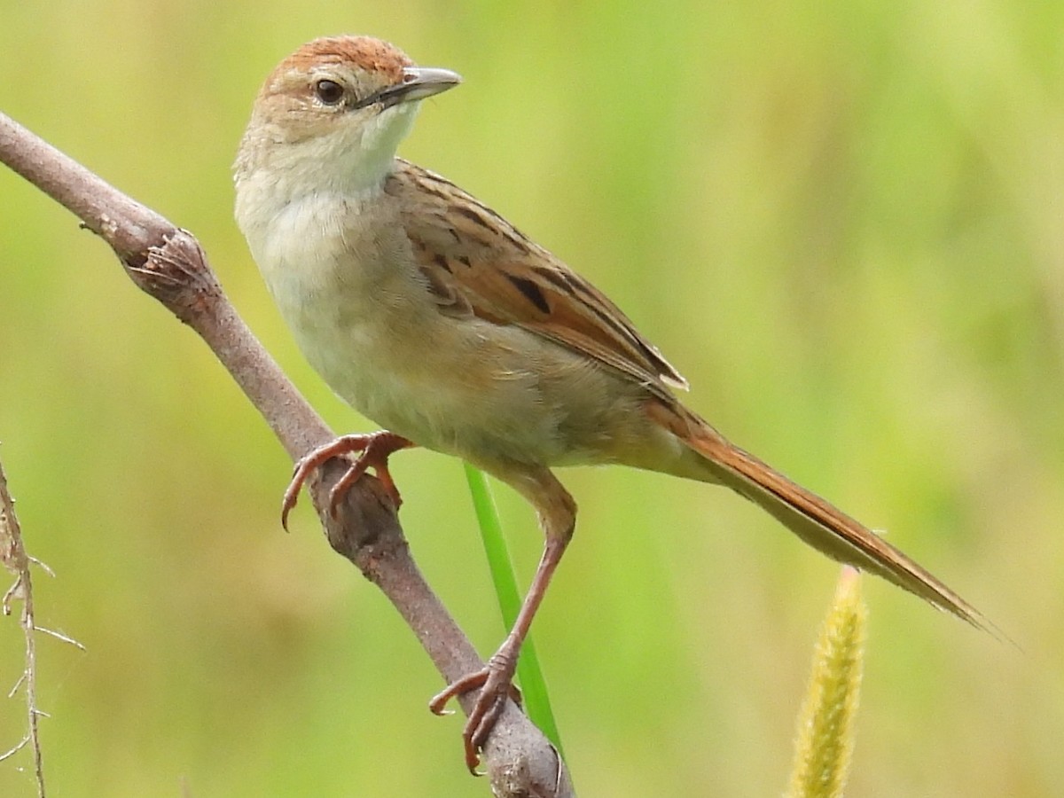 ズアカオオセッカ - ML644625293