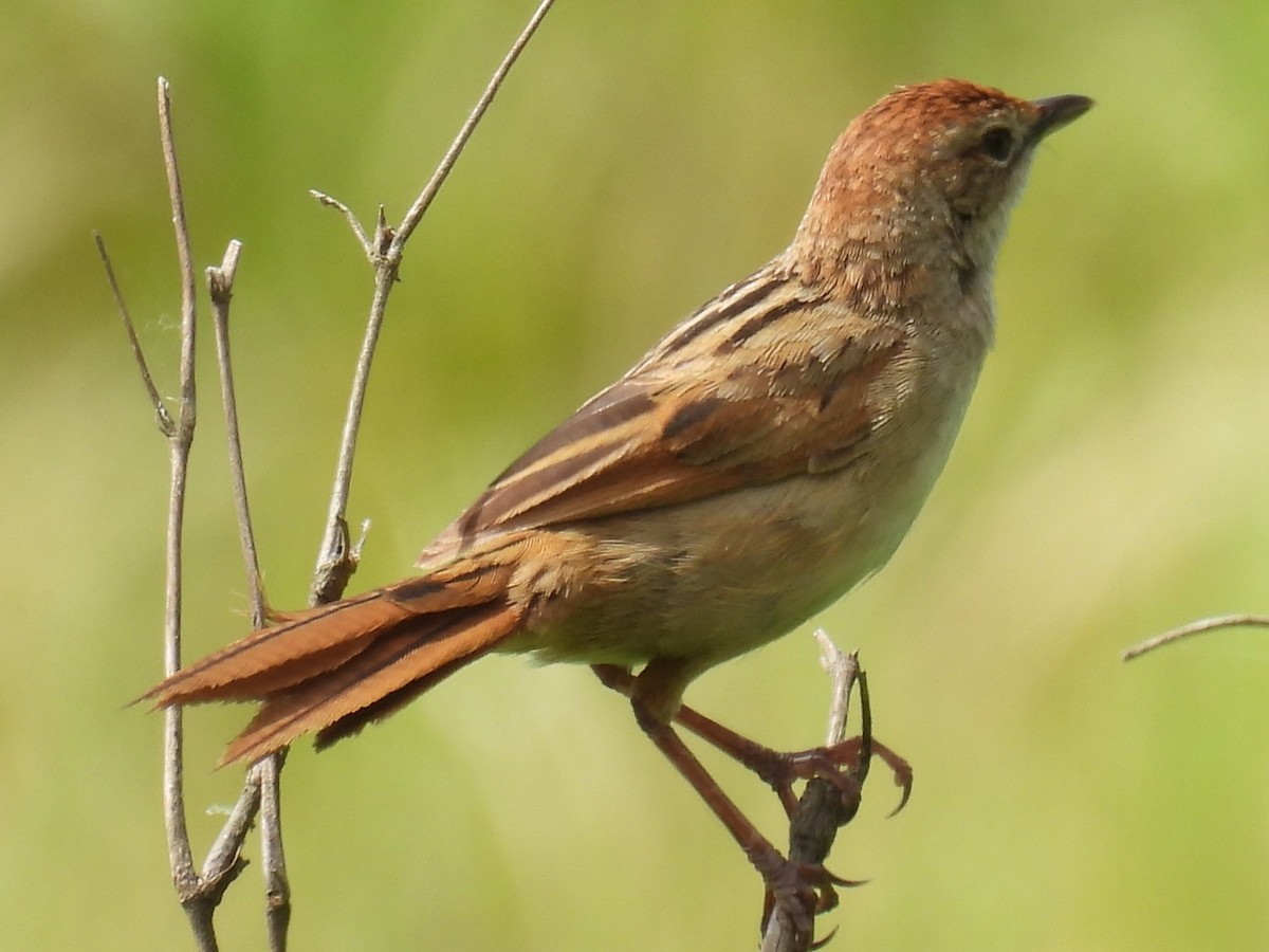 ズアカオオセッカ - ML644625294