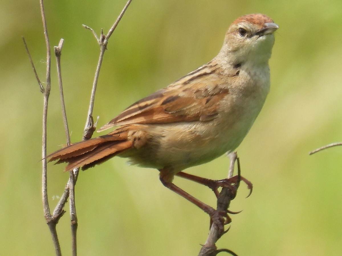 ズアカオオセッカ - ML644625295