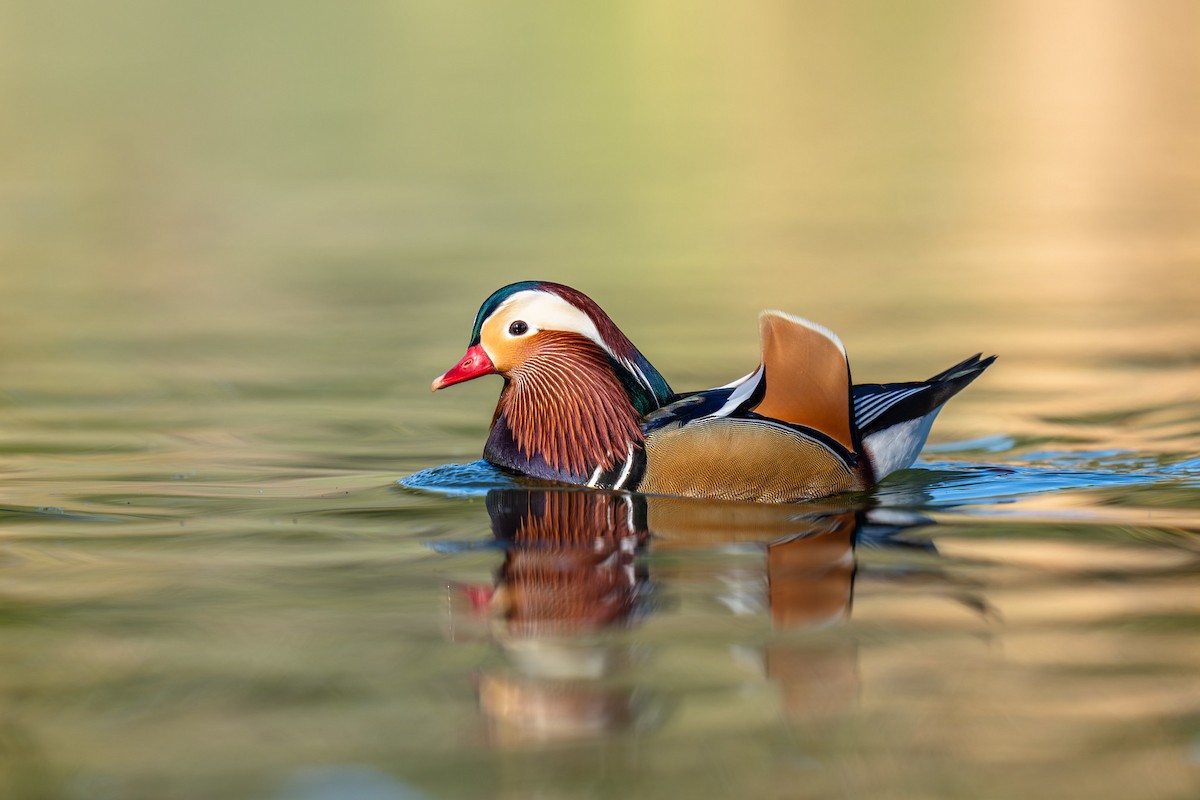 Mandarin Duck - ML644625297