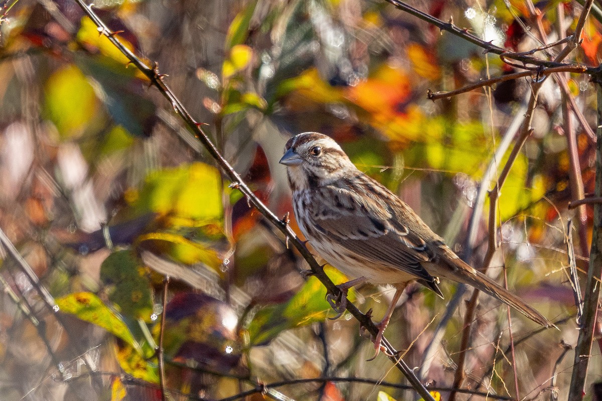 sangspurv - ML644625298