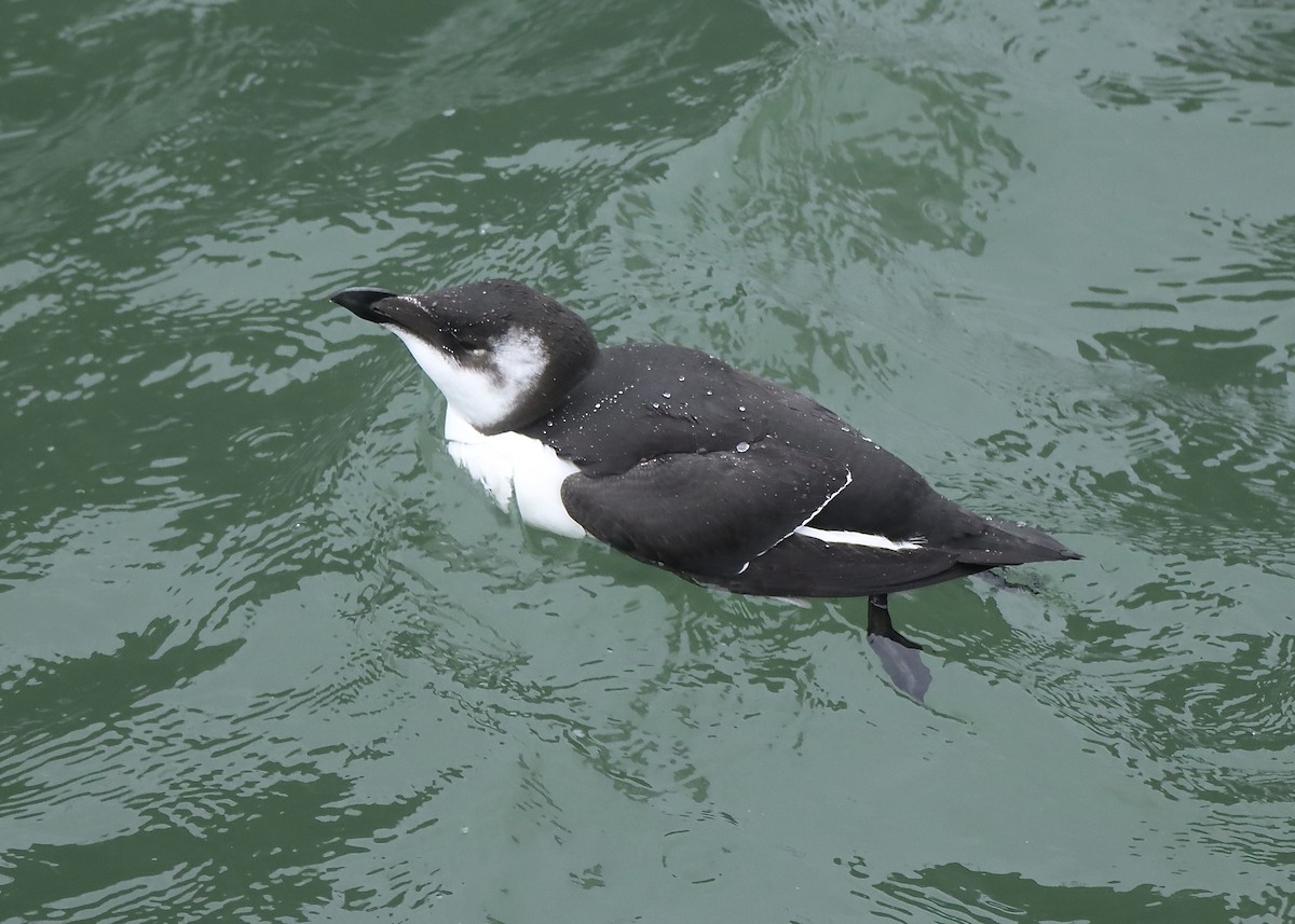 Gazza marina - ML644625301