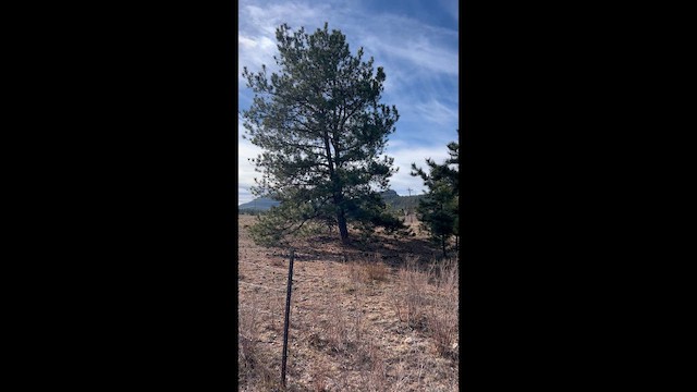 Sargento Alirrojo - ML644625304