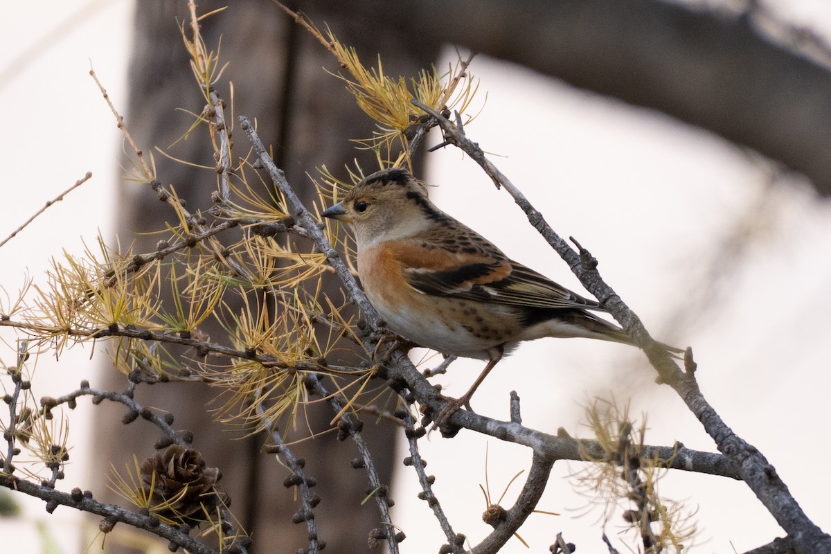 bjørkefink - ML644625315