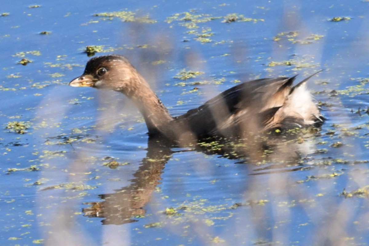 Pied-billed Grebe - ML644625324