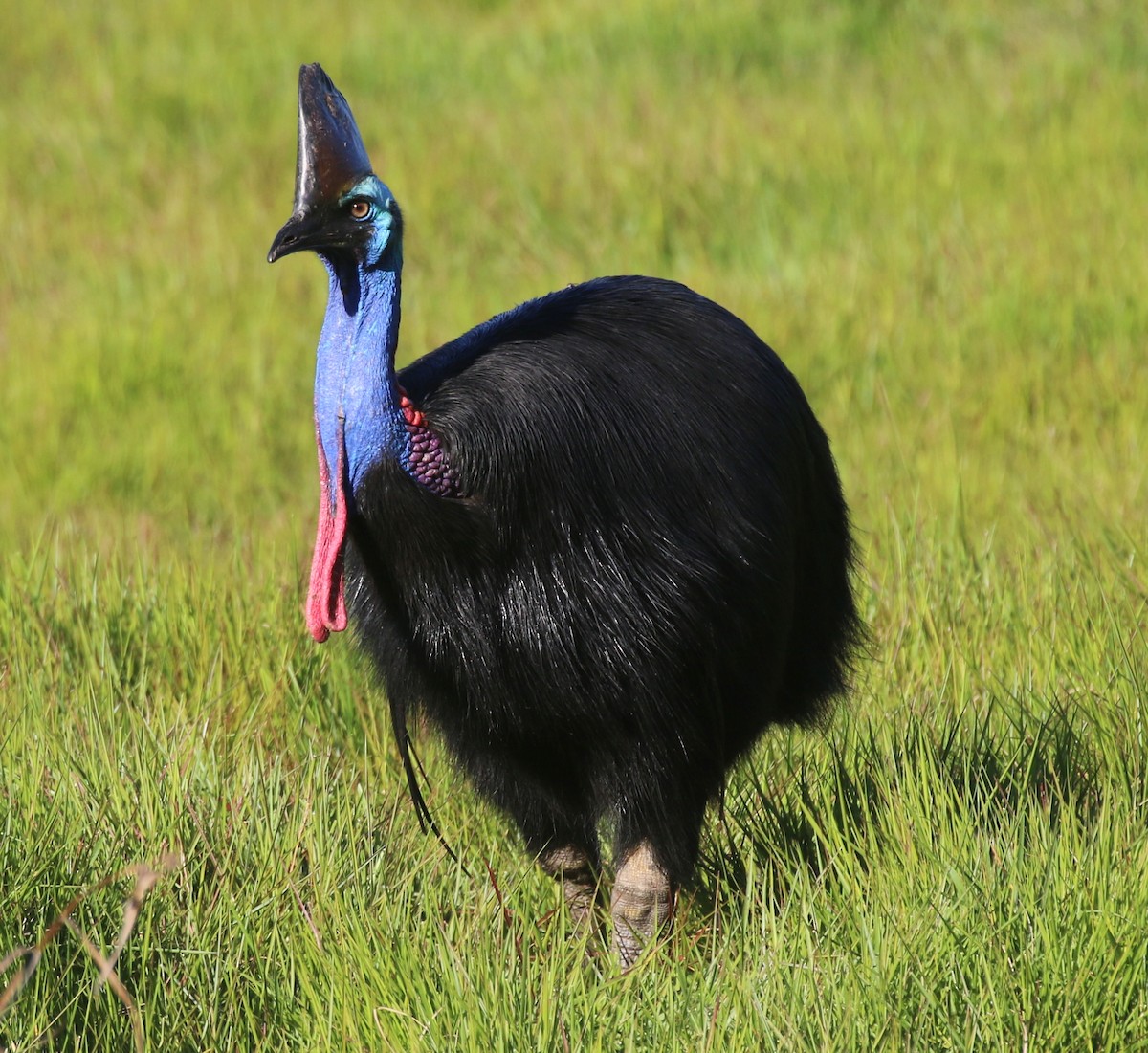 Southern Cassowary - ML644625325