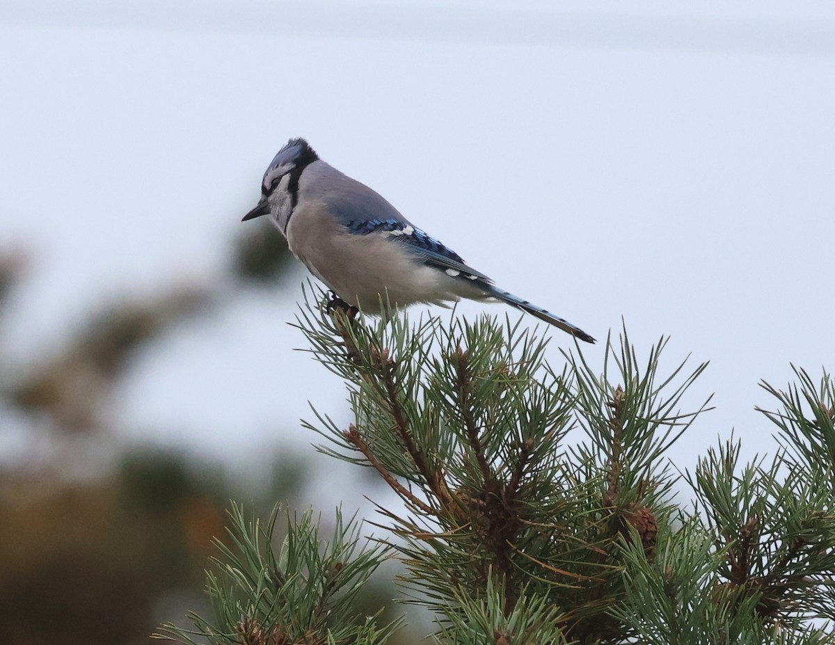 Geai bleu - ML644625333