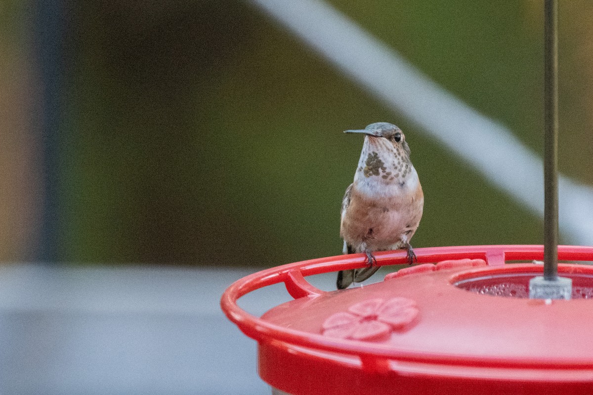 Kızıl Sırtlı Kolibri - ML644625334