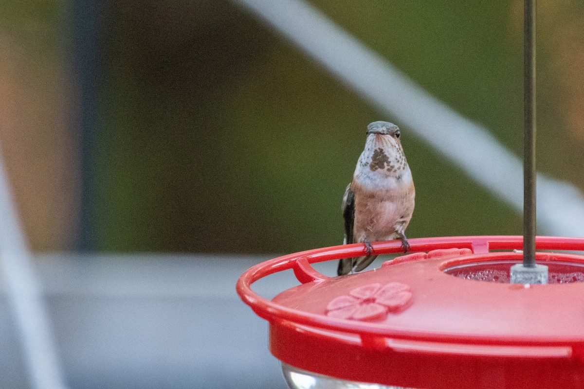 Kızıl Sırtlı Kolibri - ML644625335