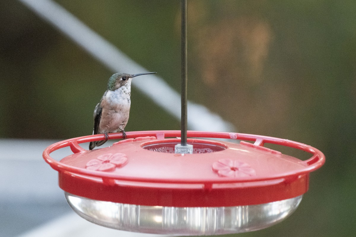 Kızıl Sırtlı Kolibri - ML644625336