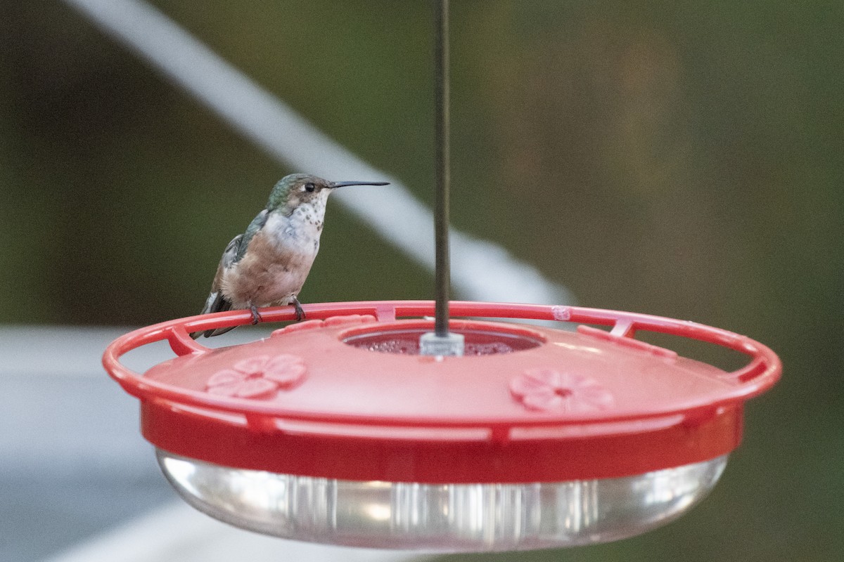 Kızıl Sırtlı Kolibri - ML644625337