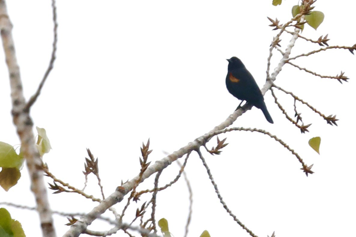 Red-winged Blackbird - ML644625343