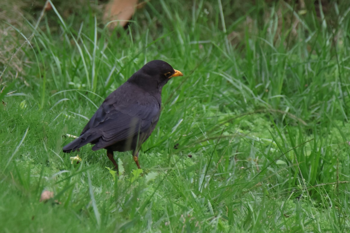 Mandarinamsel - ML644625348