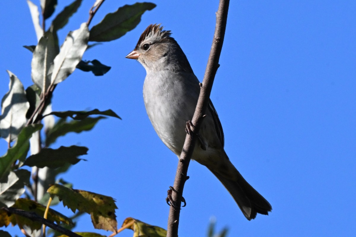 White-crowned Sparrow - ML644625350