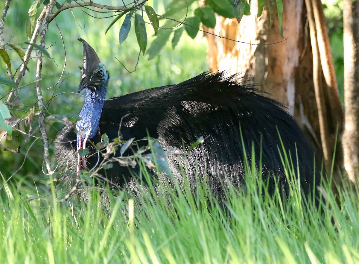 Southern Cassowary - ML644625359