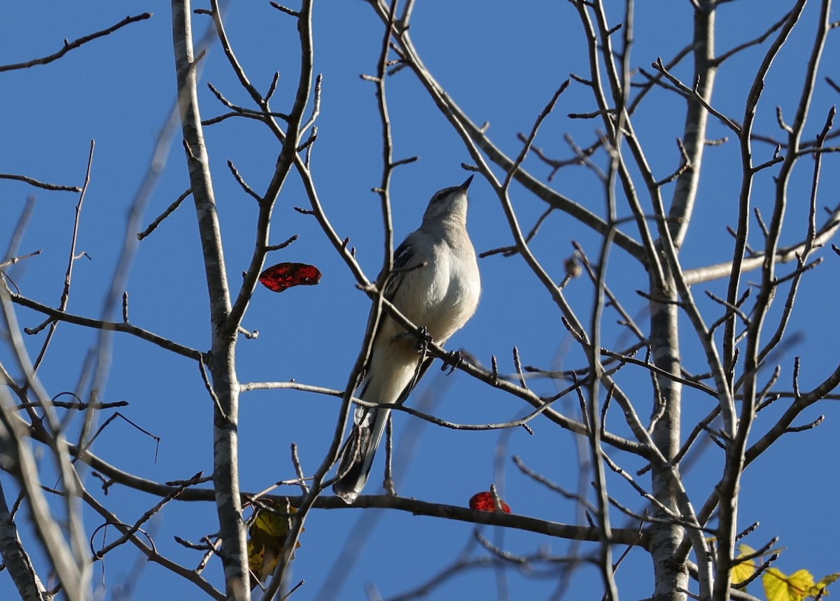 Northern Mockingbird - ML644625365