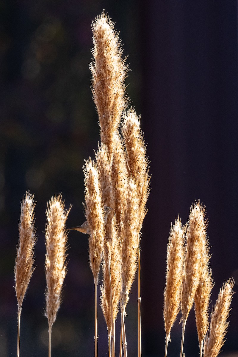 Swamp Sparrow - ML644625368