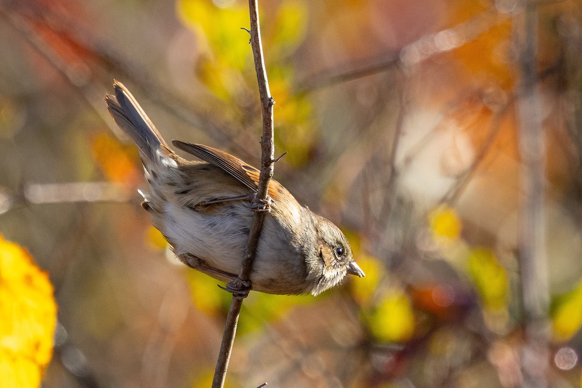 Swamp Sparrow - ML644625369
