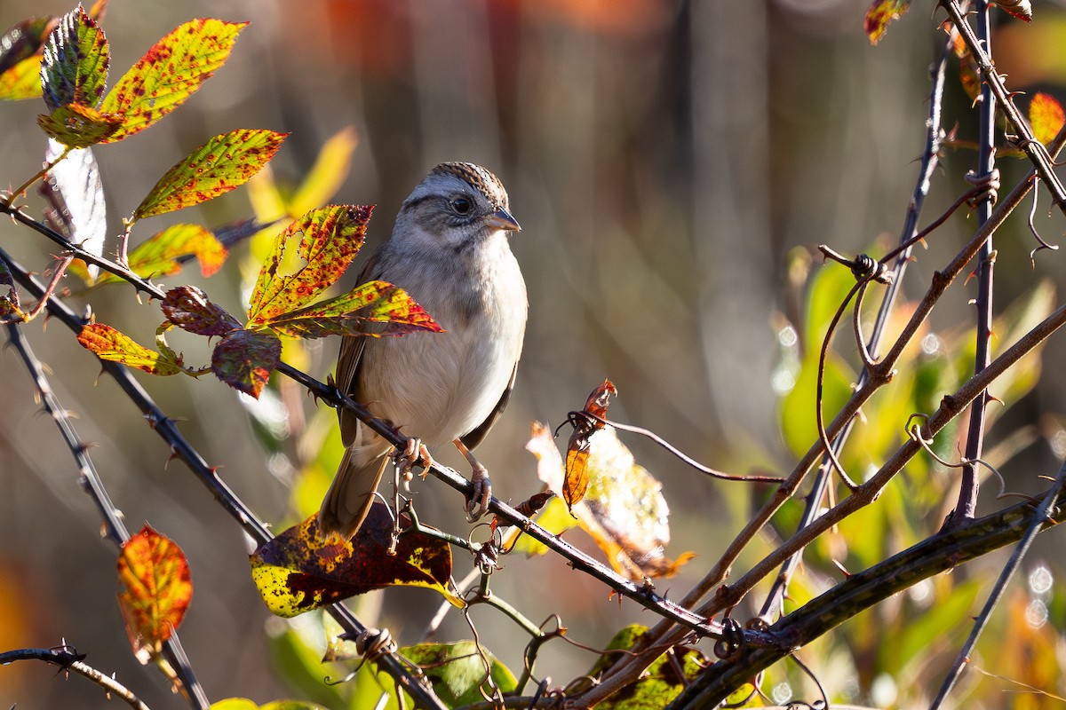 Swamp Sparrow - ML644625370