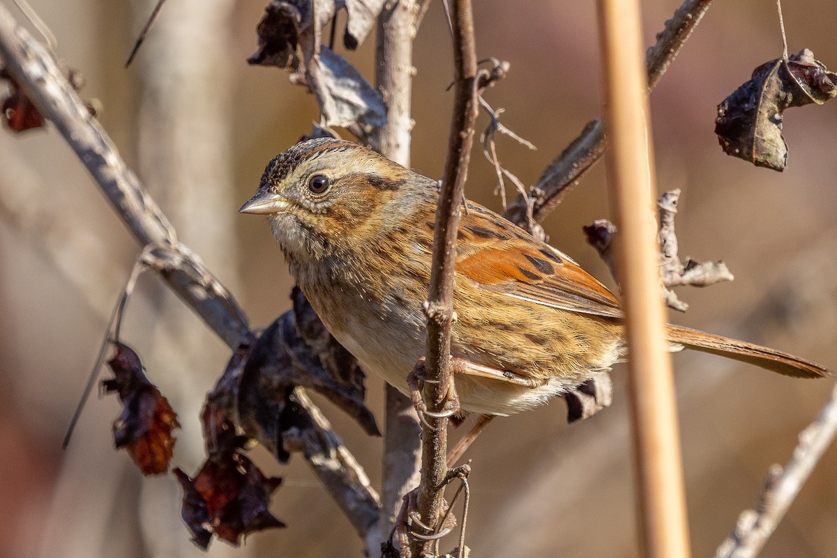 Swamp Sparrow - ML644625371