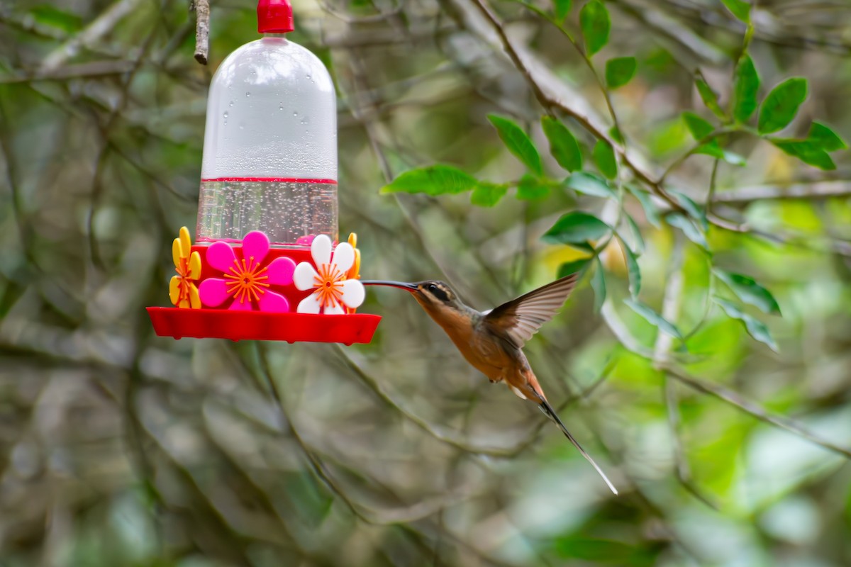 Planalto Hermit - ML644625376