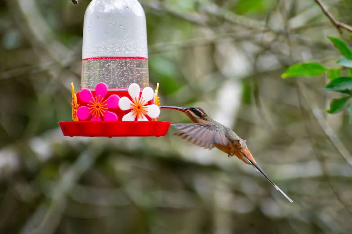 Planalto Hermit - ML644625377