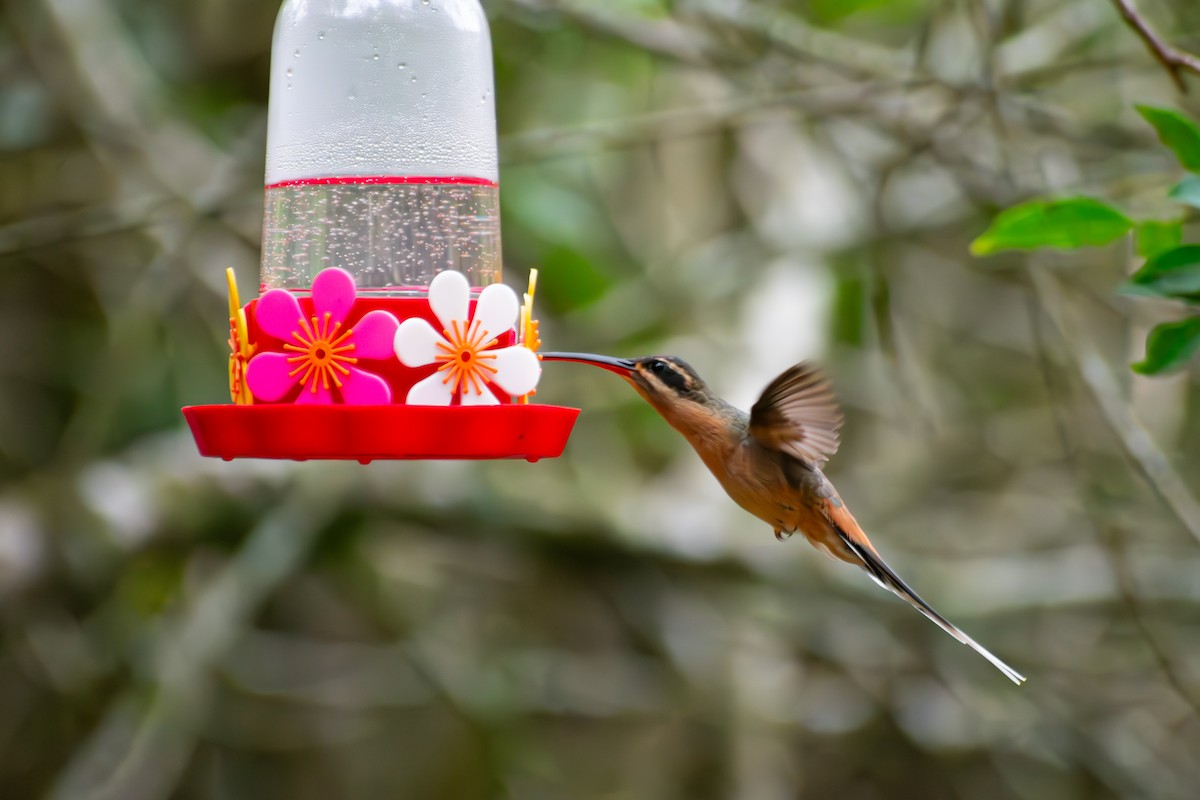 Planalto Hermit - ML644625378
