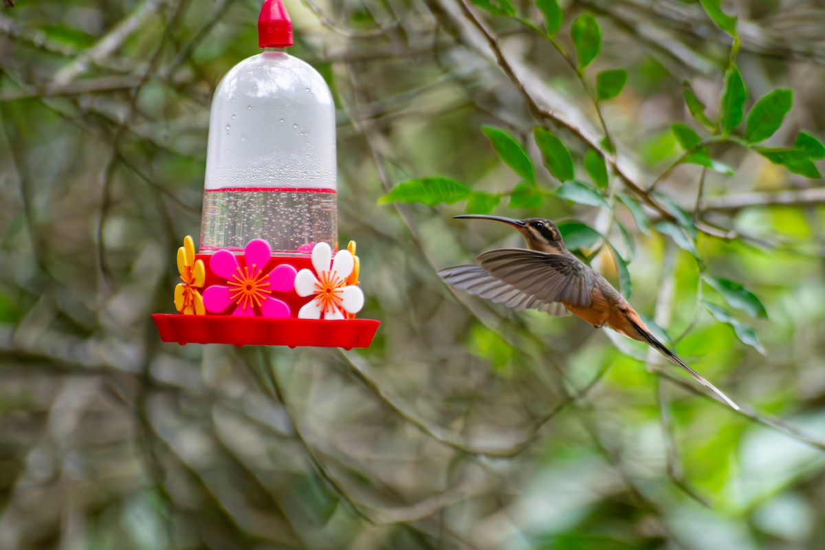 Planalto Hermit - ML644625379