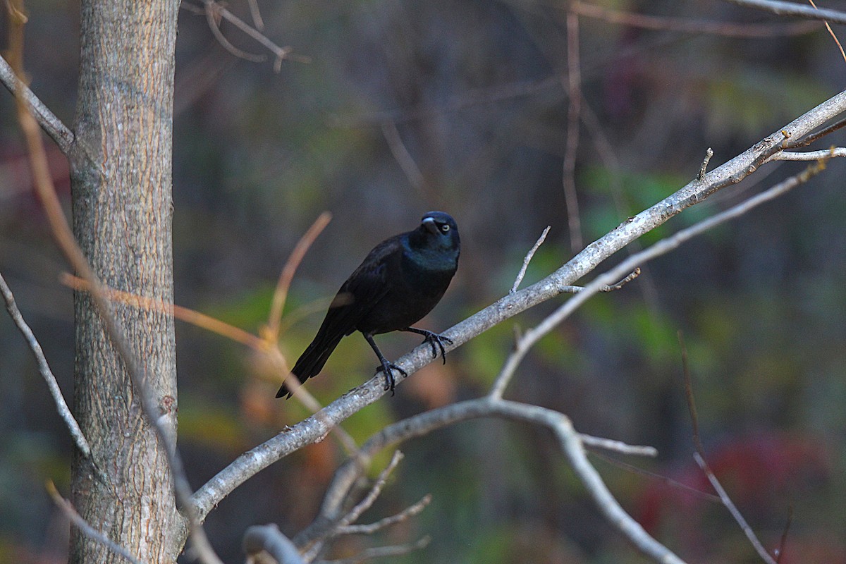 Common Grackle - ML644625391