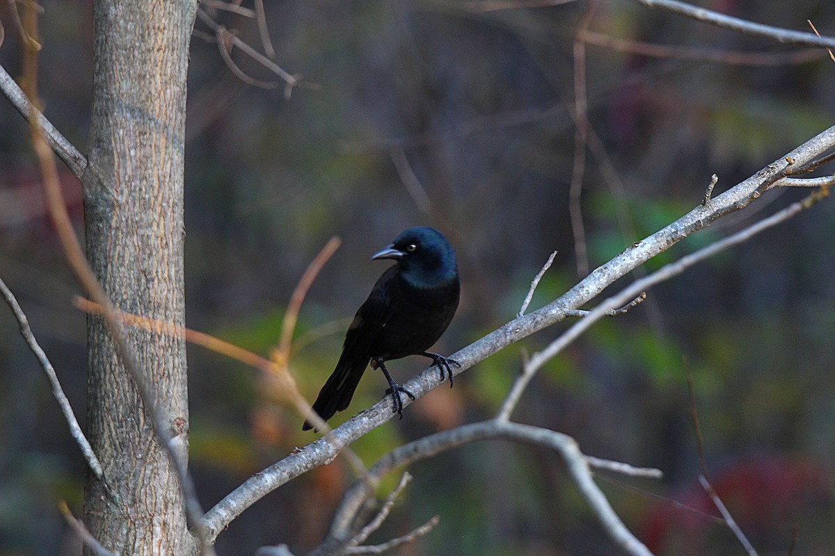 Common Grackle - ML644625392