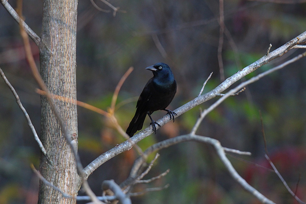 Common Grackle - ML644625393
