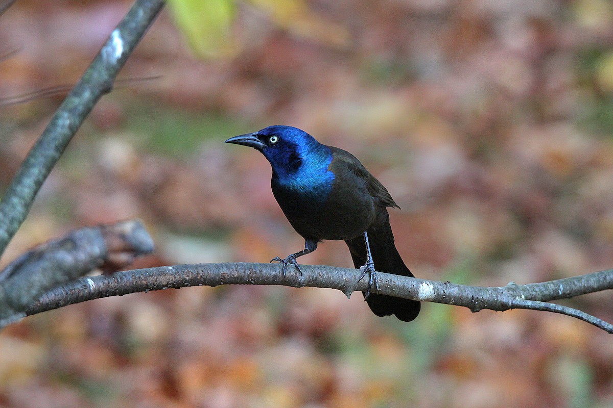 Common Grackle - ML644625395