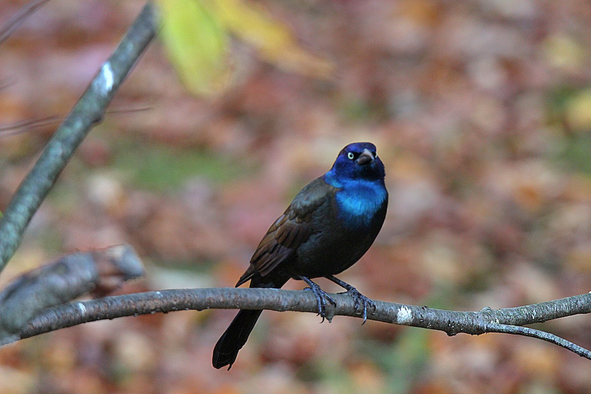 Common Grackle - ML644625396