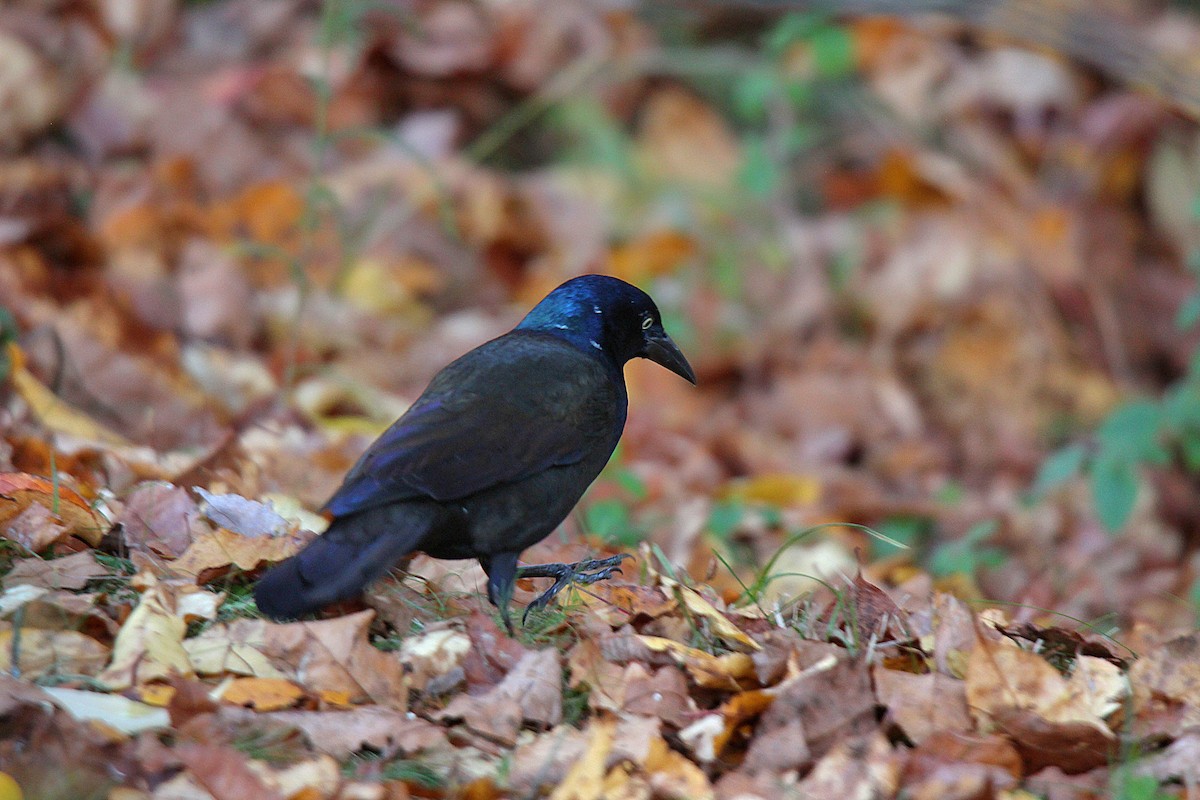 Common Grackle - ML644625397