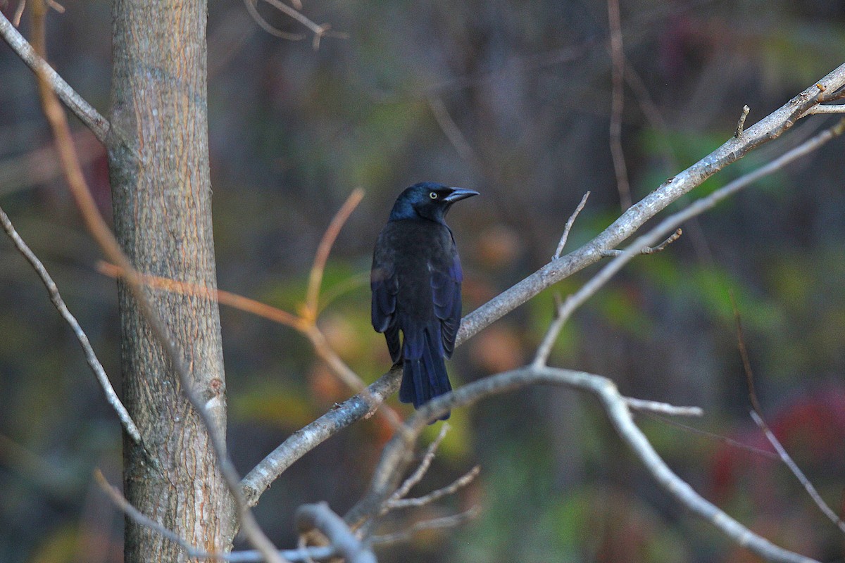 Common Grackle - ML644625398