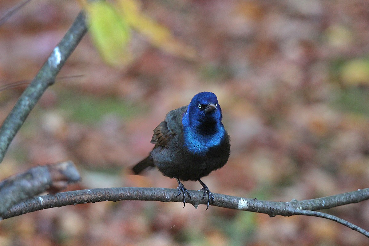 Common Grackle - ML644625399