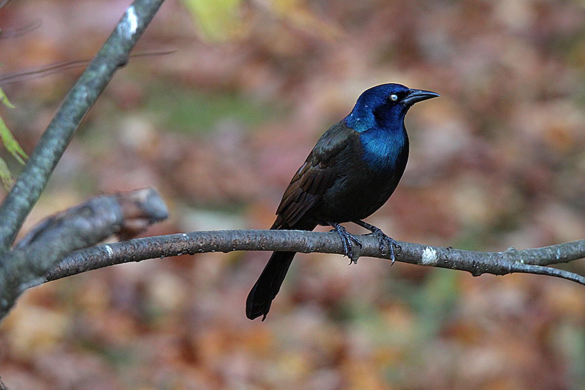 Common Grackle - ML644625400