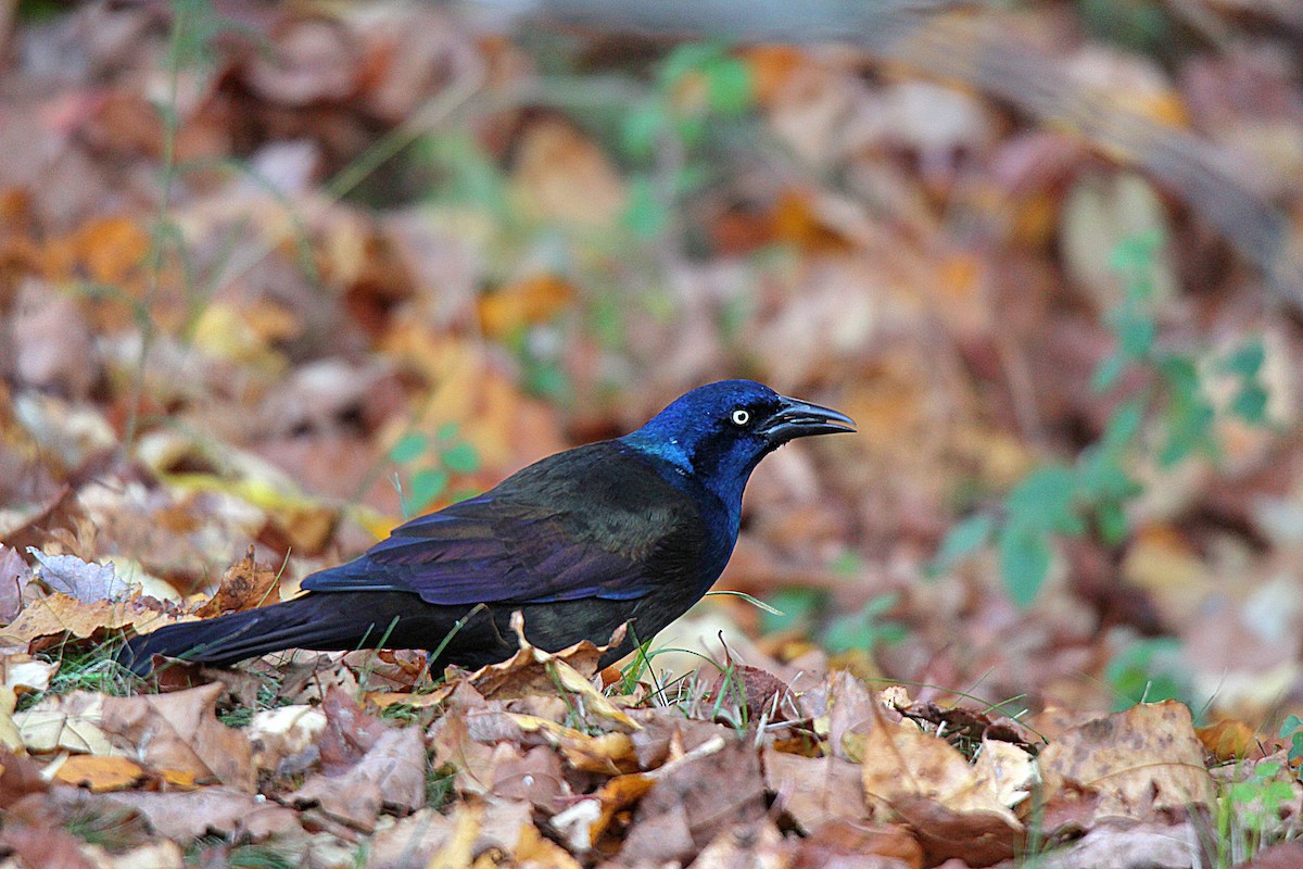 Common Grackle - ML644625401