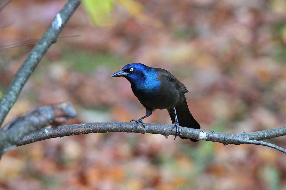 Common Grackle - ML644625402