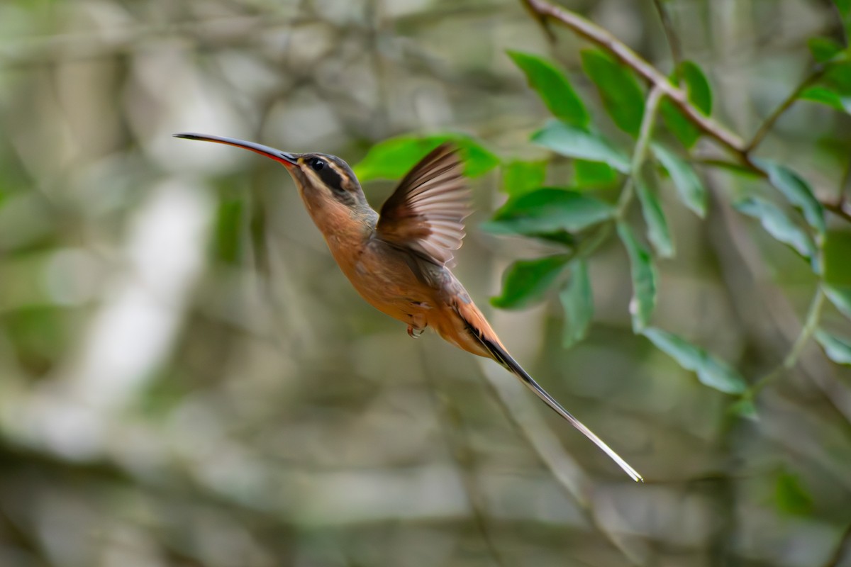 Planalto Hermit - ML644625403