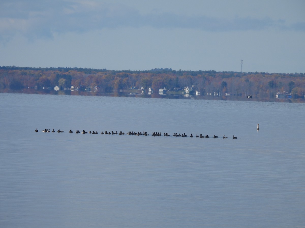 ringgås - ML644625404