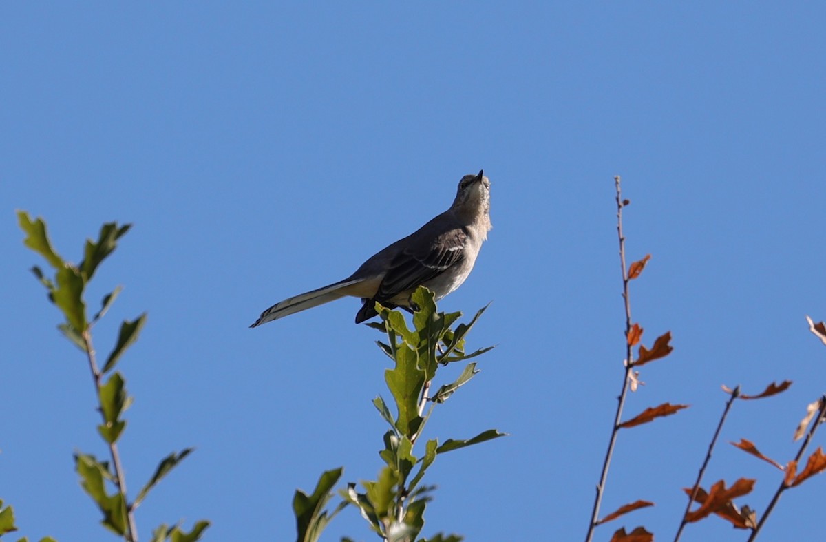 Northern Mockingbird - ML644625408