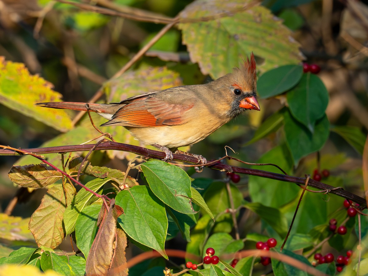 Kardinal arrunta - ML644625413