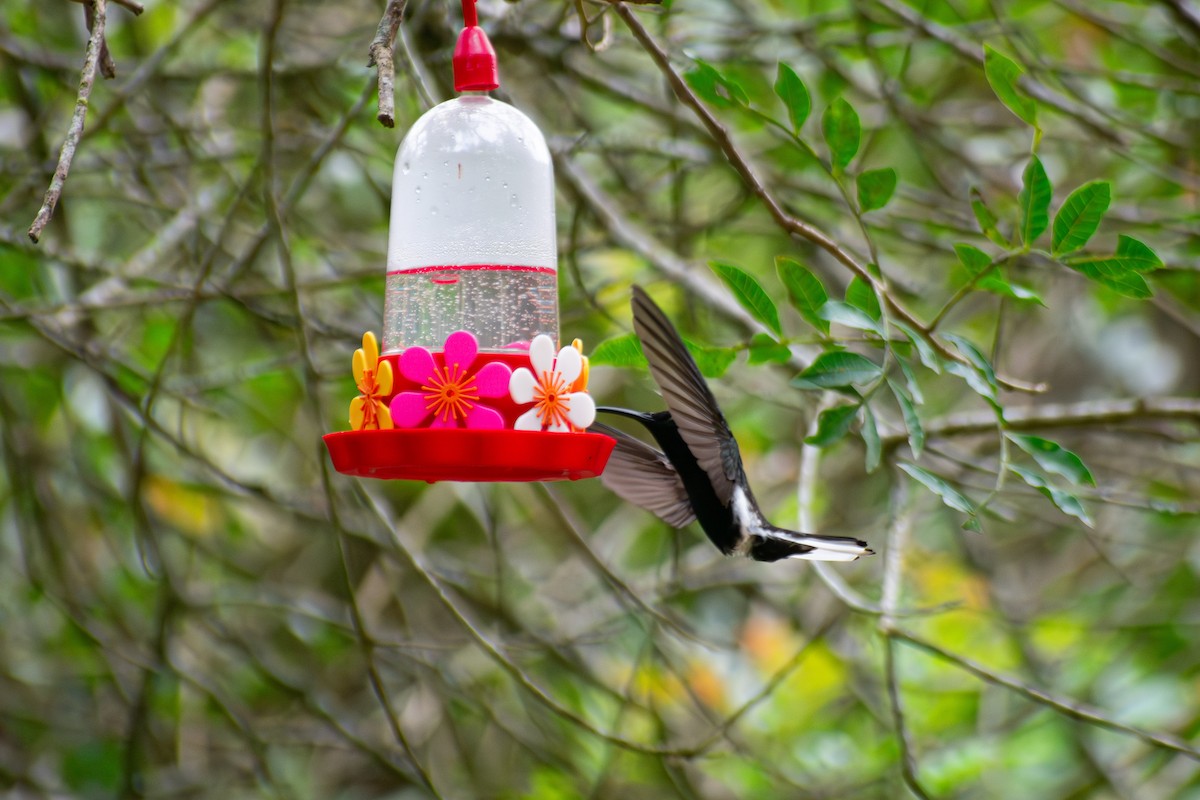 Black Jacobin - ML644625414