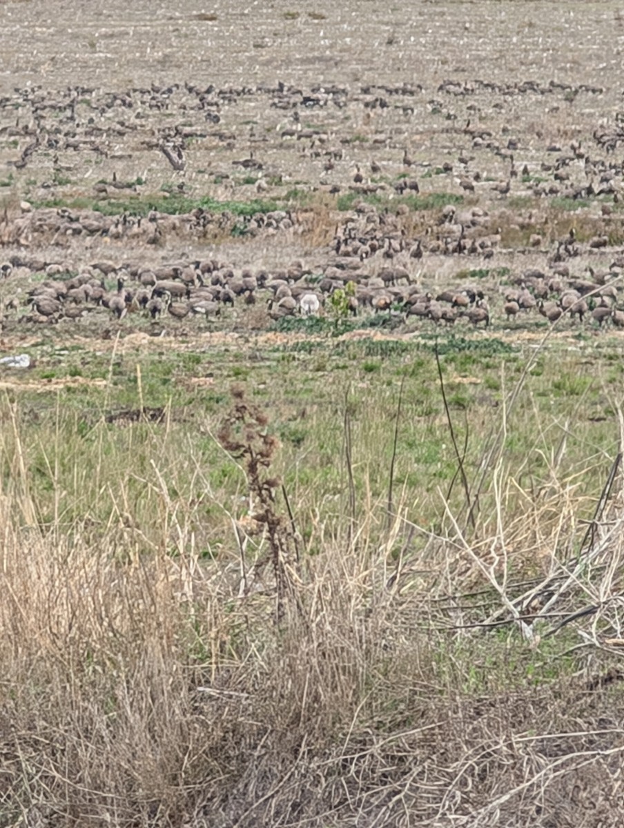 Oie des neiges - ML644625422