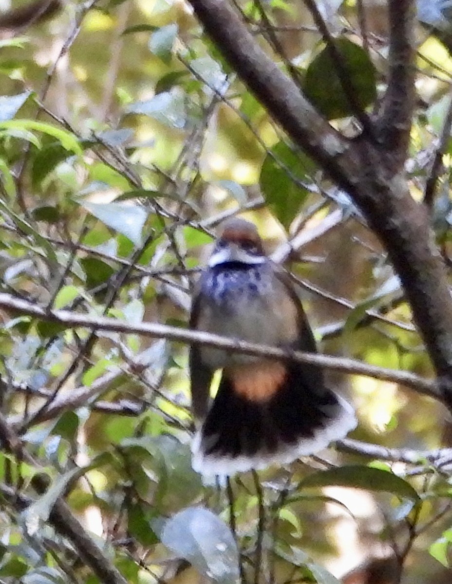 Australian Rufous Fantail - ML644625423